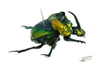 Green Horned Scarab Beetle Phanaeus Imperator Set Pair A1 - Argentina Scarce J01