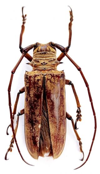 Very Rare Cerambycidae Sp 50mm From Manipa Indonesia