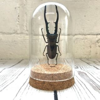 Golden Metallic Stag Beetle (cyclommatus Metallifer) Glass Bell Cloche Dome Jar