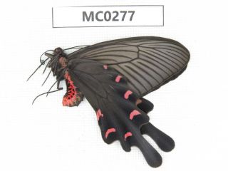 Butterfly.  Byasa Sp.  Shandong,  Qingdao.  1f.  Mc0277.