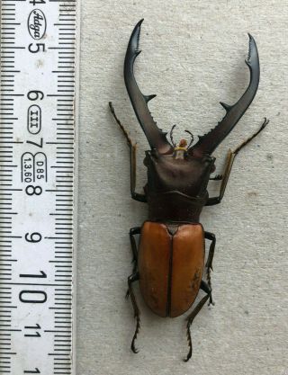 Lucanidae,  Cyclommatus Montanellus,  N.  - Borneo,  Giant,  64,  Mm,  A1