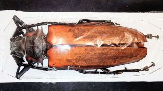 Cerambycidae Callipogon Armillatus 110mm A1 Female From Peru - Xxxl Size