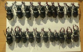 Coleoptera Lucanidae Lucanus Cervus A2 / 21 Piece/ 48 - 77 Mm / Ukraina