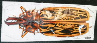 0312 - Cerambycidae Macrodontia Cervicornis Female 105mm A1 From Peru - Selected