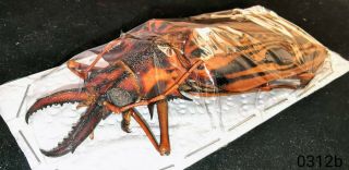0312 - Cerambycidae Macrodontia cervicornis FEMALE 105mm A1 from PERU - SELECTED 2