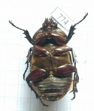 774 Insect Beetles Dynastinae (allomyrina Dichotoma) Central Viet Nam