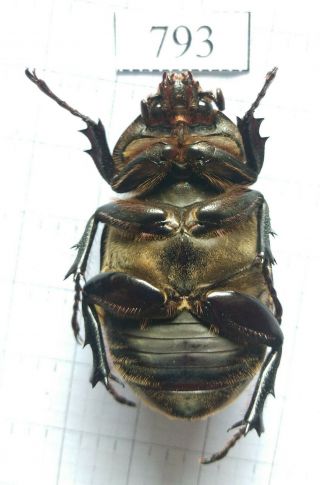 793 Insect Beetles Dynastinae (allomyrina Dichotoma) Central Viet Nam