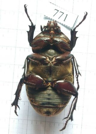771 Insect Beetles Dynastinae (allomyrina Dichotoma) Central Viet Nam