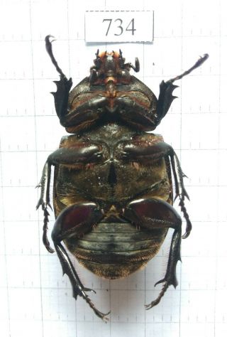 734 Insect Beetles Dynastinae (allomyrina Dichotoma) Central Viet Nam