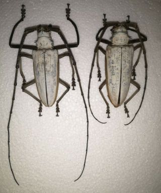 Batocera Kibleri,  Very Scarce Cerambycidae From Solomon Isl. ,  68 & 67mm Pair