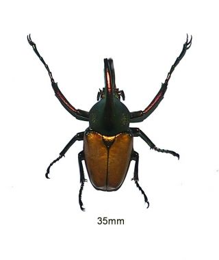 Cetoniidae.  Theodosia Magnifica Bawangensis.  West Kalimantan (3)