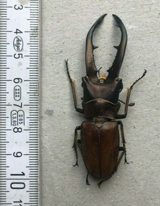 Lucanidae,  Cyclommatus Montanellus,  N.  - Borneo,  Giant,  70 Mm,  A1