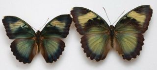 Euphaedra Ansorgei (pair) From R.  C.  A