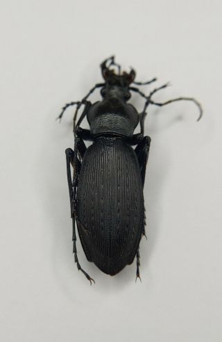 Carabidae,  Carabus Sp,  30mm,  Yunnan,  China