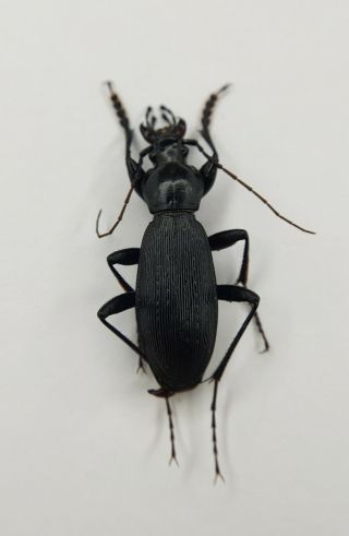 Carabidae,  Carabus Sp,  28mm,  Yunnan,  China