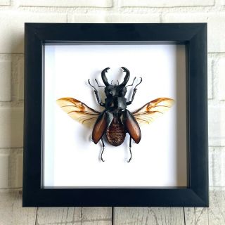 Fighting Giant Stag Beetle (hexarthrius Parryi) Deep Shadow Box Frame Display
