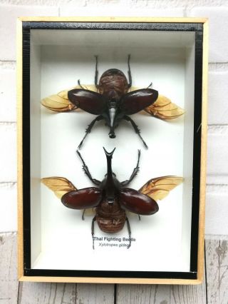Thai Fighting Beetle Pair Xylotrupes Gideon Rhino Insect Display Case Box Wings