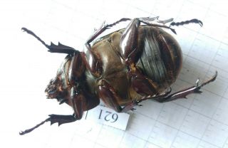 621 Insect Beetles Dynastinae (allomyrina Dichotoma) Central Viet Nam