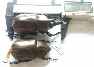 498 Insect Beetles Dynastinae (allomyrina Dichotoma) Central Viet Nam