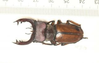 Lucanidae Lucanus Delavayi 45.  7mm Yunnan