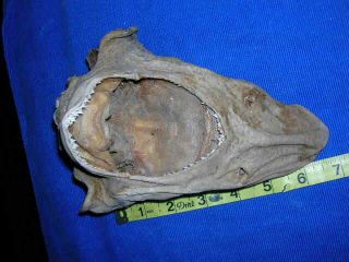 Dried Real Shark Head Taxidermy Sharks Skull Jaw Jaws Teeth Fish Skeleton