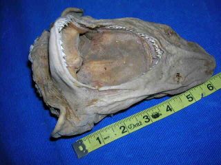 Dried REAL shark Head Taxidermy Sharks Skull Jaw Jaws Teeth fish skeleton 2