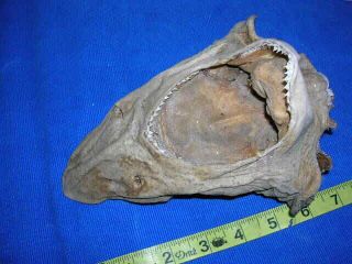 Dried REAL shark Head Taxidermy Sharks Skull Jaw Jaws Teeth fish skeleton 3