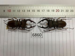 6860 Unmounted Insect Beetle Coleoptera Vietnam (lucanus)