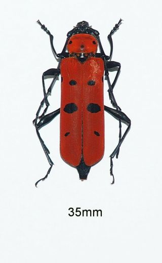 Cerambycidae.  Rosalia Borneensis.  West Kalimantan (15)