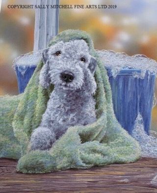 Paul Doyle Bedlington Terrier Limited Edition Print 