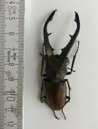 Lucanidae,  Cyclommatus Montanellus,  N.  - Borneo,  Giant,  69,  Mm