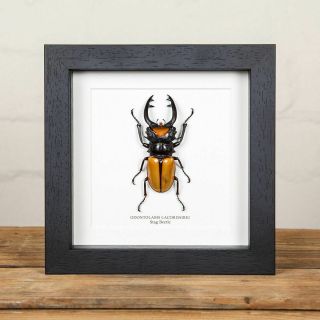 Stag Beetle Frame (odontolabis Lacordairei)