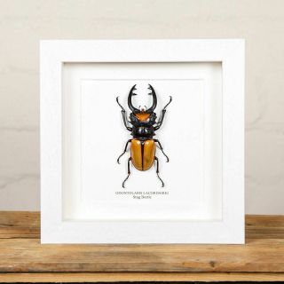 Stag Beetle Frame (Odontolabis lacordairei) 2