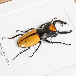 Stag Beetle Frame (Odontolabis lacordairei) 3