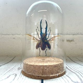 Golden Metallic Stag Beetle (cyclommatus Metallifer) Glass Bell Dome Jar Spread