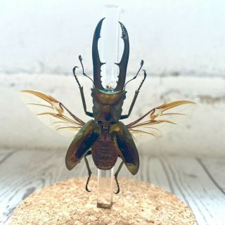 Golden Metallic Stag Beetle (Cyclommatus metallifer) Glass Bell Dome Jar Spread 2