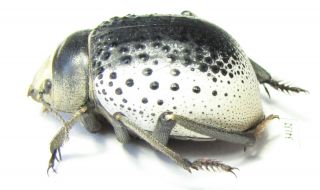 Tenebrionidae,  Pisterotarsa Kiritschenkoi,  Male,  Uzbekistan