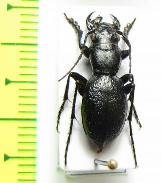 Cicindelinae,  Omus Audouini,  Usa