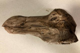 1:1 Scale Model Cast Of A Dodo Head (oxford Specimen)