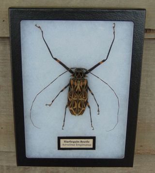 719) Real Harlequin Beetle Acrocinus Longimanus Longhorn 6x8 Display Mount In Us
