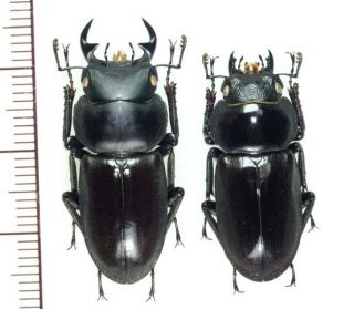 Lucanidae:dorcus Amamianus Nomurai Pair,  A1,  Unmounted,  Japan,  Beetle
