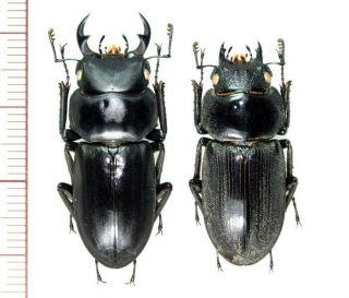 Lucanidae: Dorcus Amamianus Amamianus Pair,  A1,  Unmounted,  Japan,  Beetle