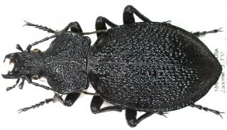 12.  Carabidae - Carabus (procerus) Gigas Gigas … Female