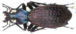 9.  Carabidae - Carabus (apotomopterus) Yuae Ssp.  Arlequinus.  Female