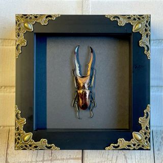 Golden Stag Beetle (cyclommatus Metallifer) Baroque Style Box Frame Display