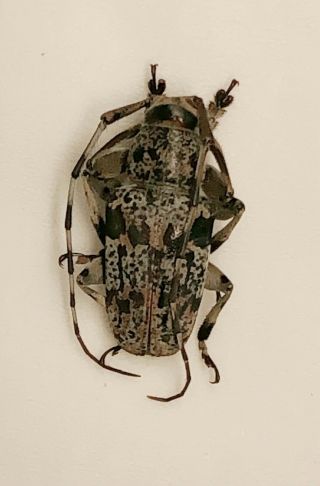 Cerambycidae Sp From Jinxiu Guangxi 0637