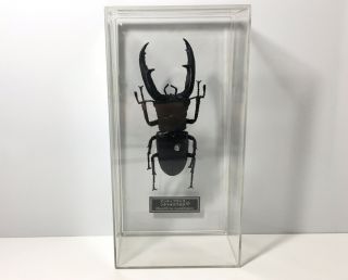 Deagostini 1:1 Hexarthrius Mandibularis Male Stag Beetle Insect Figure