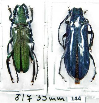 Unmounted Beetle Cerambycidae Prioninae Vietetropis Viridis Pair 39 Mm Laos