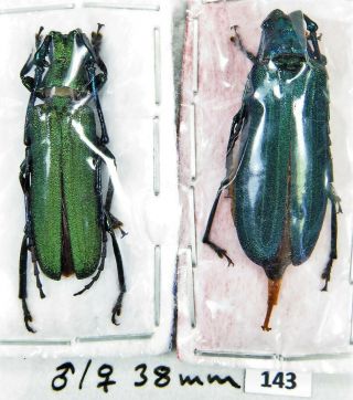 Unmounted Beetle Cerambycidae Prioninae Vietetropis Viridis Pair 38 Mm Laos