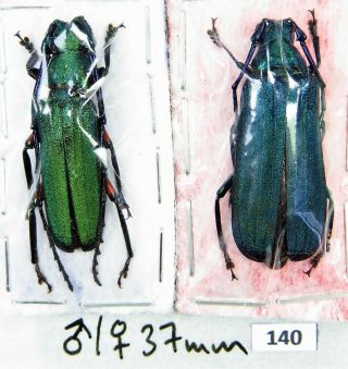 Unmounted Beetle Cerambycidae Prioninae Vietetropis Viridis Pair 37 Mm Laos